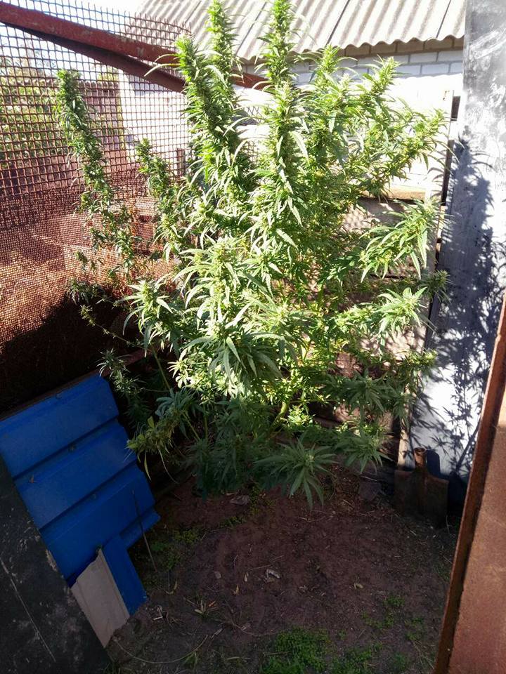 Пиф-паф, пых-пых: полиция забрала у кременчужанина пистолет и куст конопли Пиф-паф, пых-пых: полиция забрала у кременчужанина пистолет и куст конопли