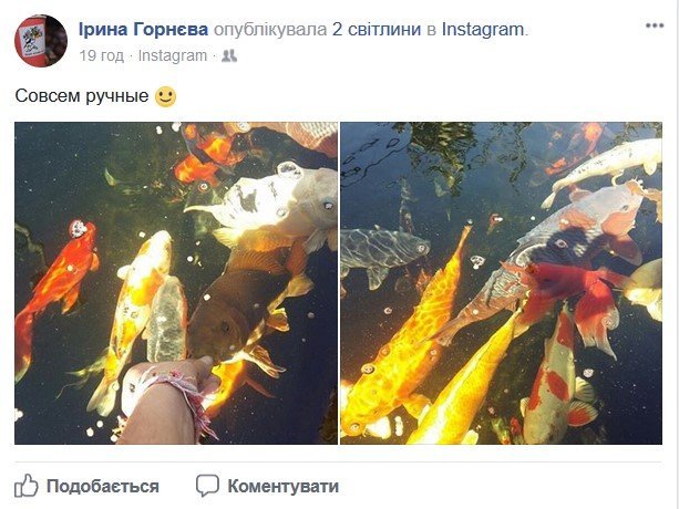Озеро в Горішніх Плавнях теж поповнилось японськими парчевими коропами Озеро в Горішніх Плавнях теж поповнилось японськими парчевими коропами