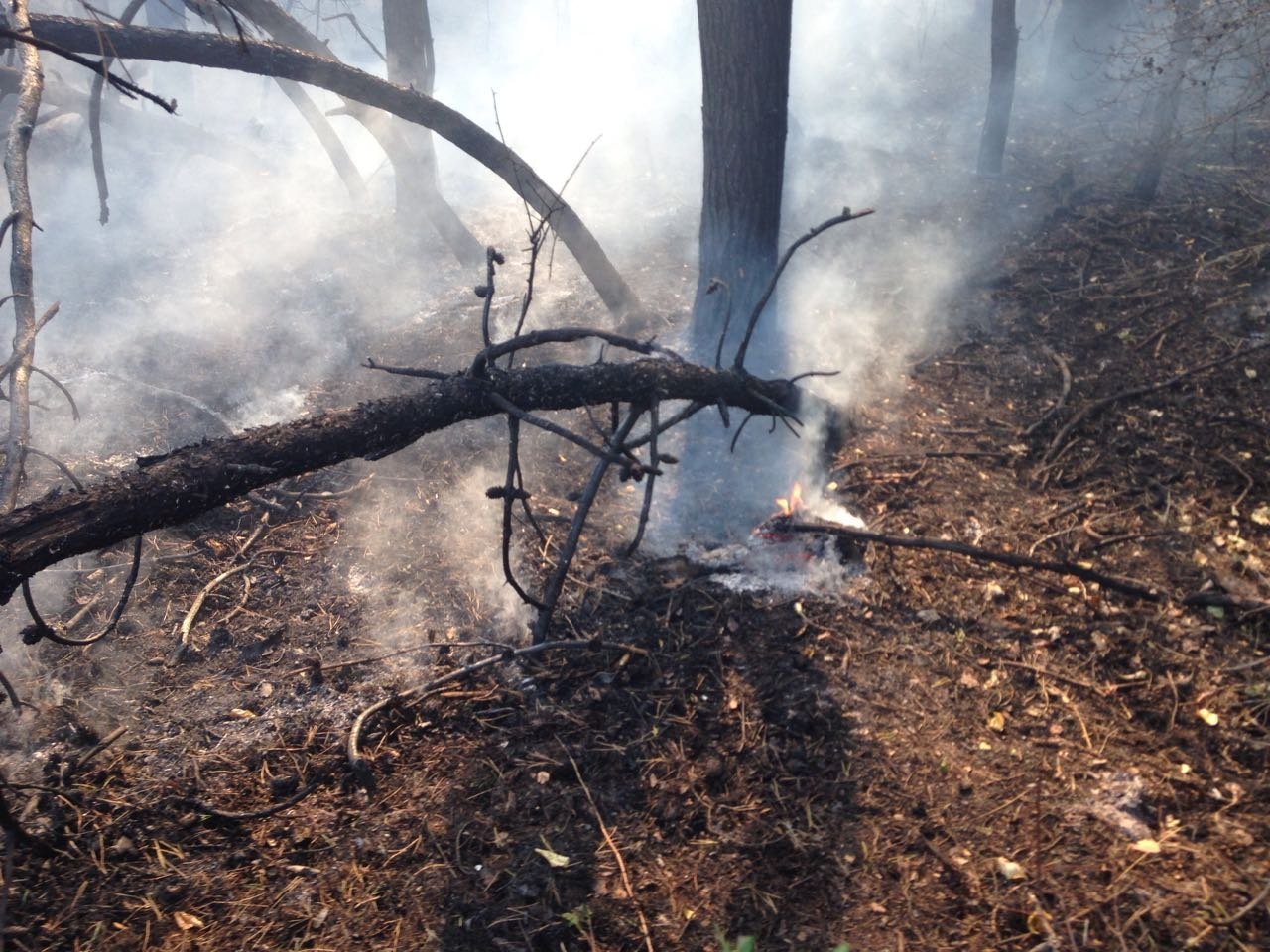 В Кременчуге в районе Малой Кохновки горит лес: на Горишние Плавни перекрыли дорогу В Кременчуге в районе Малой Кохновки горит лес: на Горишние Плавни перекрыли дорогу