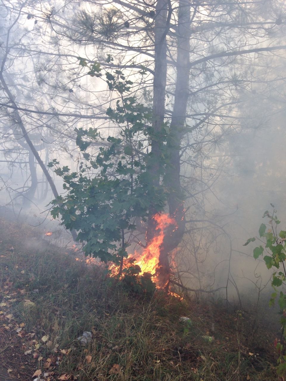 В Кременчуге в районе Малой Кохновки горит лес: на Горишние Плавни перекрыли дорогу В Кременчуге в районе Малой Кохновки горит лес: на Горишние Плавни перекрыли дорогу