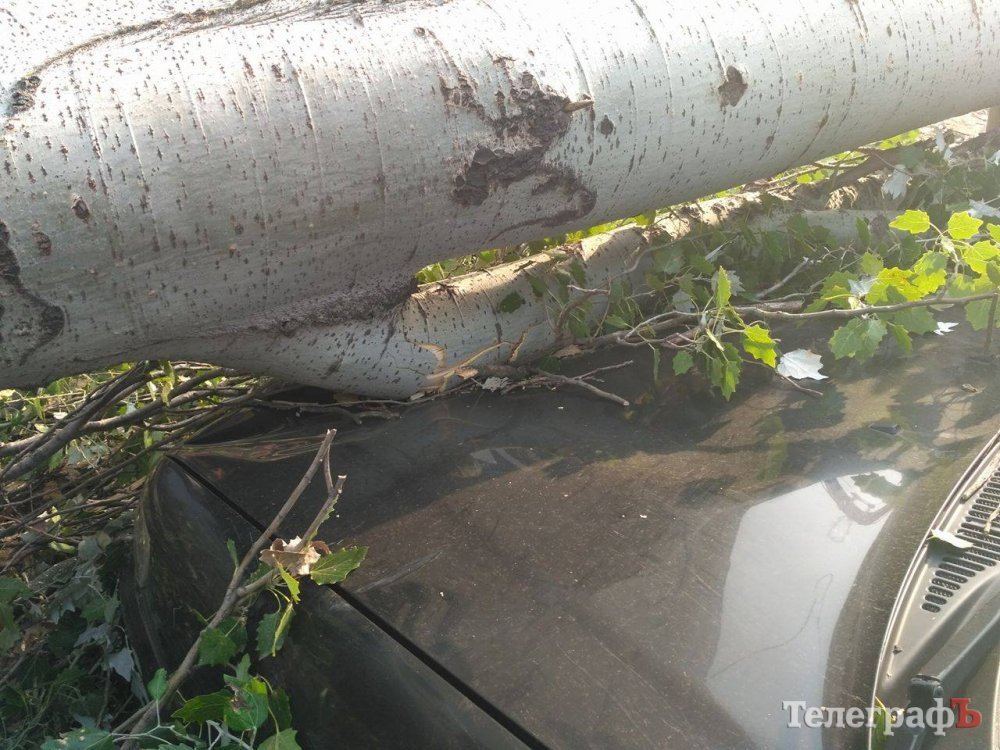 В Кременчуге дерево упало на три автомобиля: в одном из них была девушка В Кременчуге дерево упало на три автомобиля: в одном из них была девушка