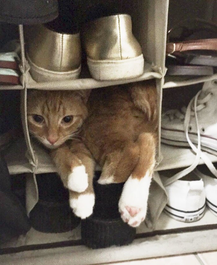 В конце рабочего дня: 30 котов в самых неожиданных местах В конце рабочего дня: 30 котов в самых неожиданных местах