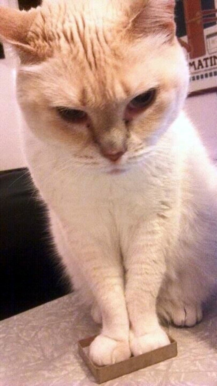 В конце рабочего дня: 30 котов в самых неожиданных местах В конце рабочего дня: 30 котов в самых неожиданных местах