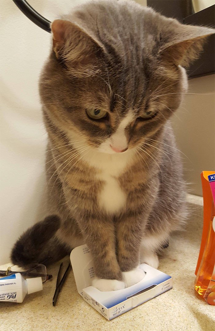 В конце рабочего дня: 30 котов в самых неожиданных местах В конце рабочего дня: 30 котов в самых неожиданных местах