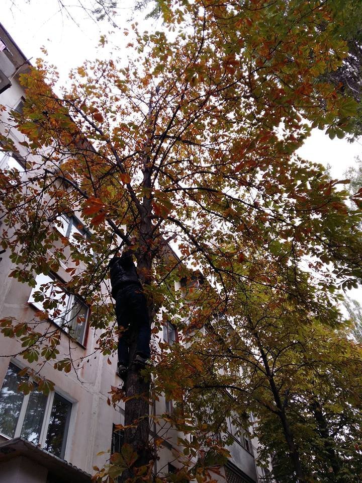 Пила, веревка, плед: как кременчужане кота Тишку с дерева снимали Пила, веревка, плед: как кременчужане кота Тишку с дерева снимали