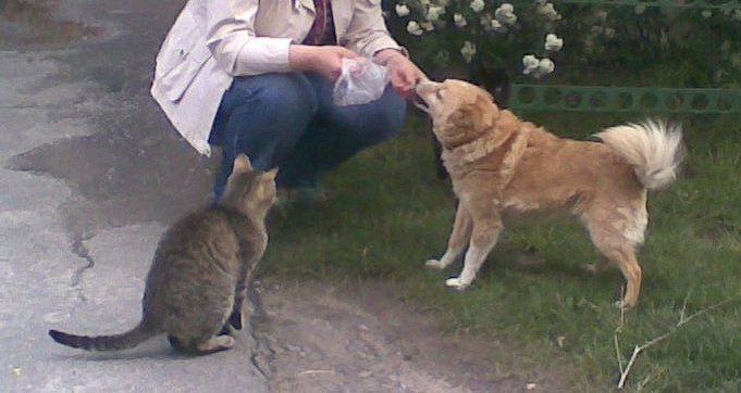 Помогите найти Куколку! Собака нуждается в лечении Помогите найти Куколку! Собака нуждается в лечении