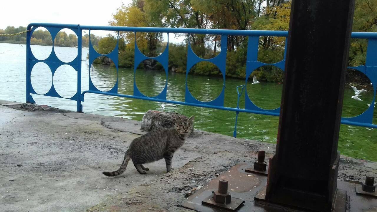 Дніпродзержинське водосховище зарибили амуром та коропом Дніпродзержинське водосховище зарибили амуром та коропом