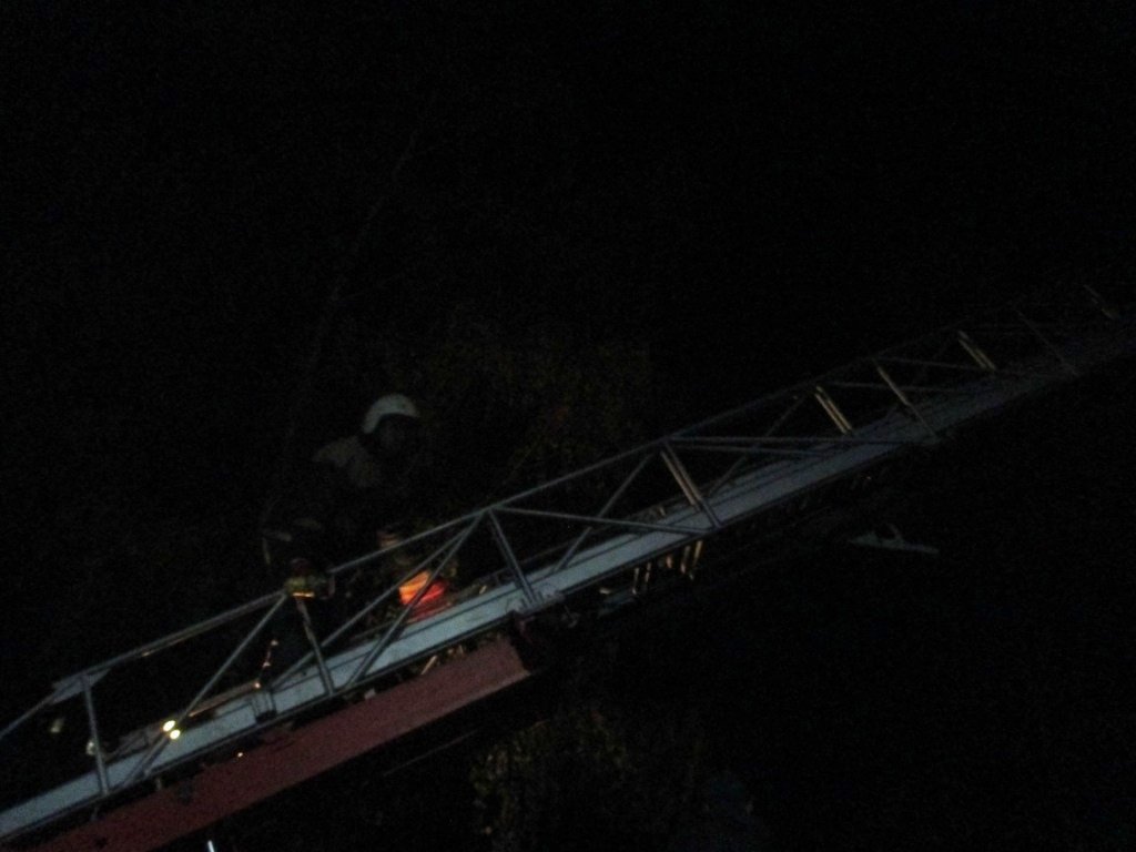 Кременчугские спасатели снимали фазана, застрявшего на дереве Кременчугские спасатели снимали фазана, застрявшего на дереве