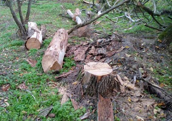 В Кременчугском районе полиция остановила жесткую резню бензопилой В Кременчугском районе полиция остановила жесткую резню бензопилой