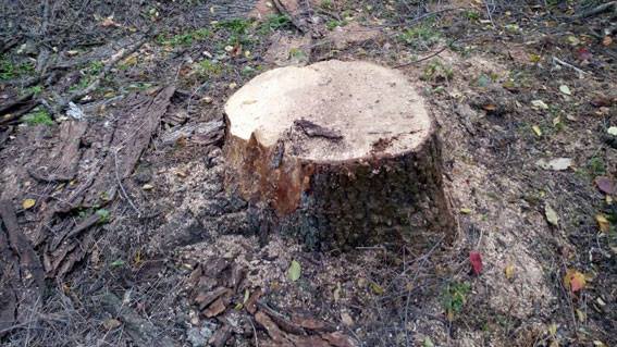 В Кременчугском районе полиция остановила жесткую резню бензопилой В Кременчугском районе полиция остановила жесткую резню бензопилой