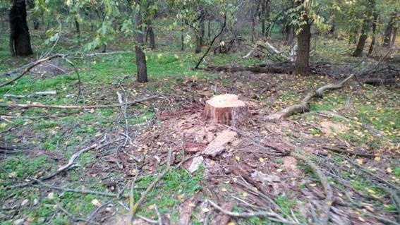 В Кременчугском районе полиция остановила жесткую резню бензопилой В Кременчугском районе полиция остановила жесткую резню бензопилой