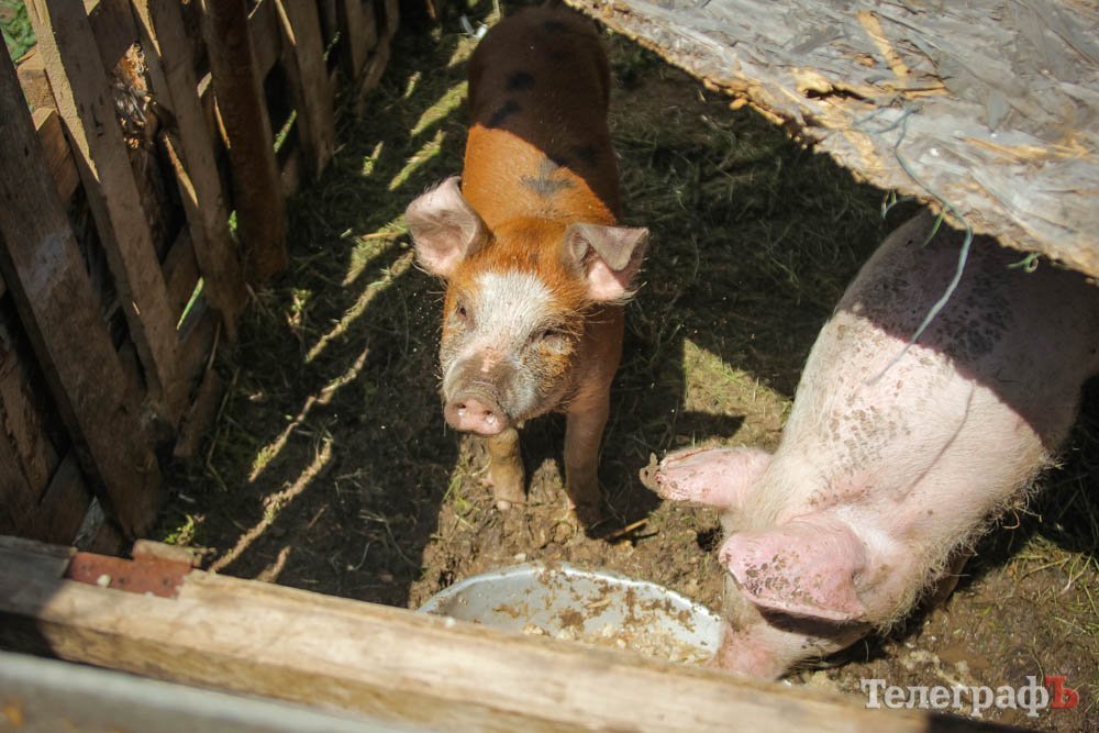 Два дні з життя на полігоні «Широкий лан» Два дні з життя на полігоні «Широкий лан»