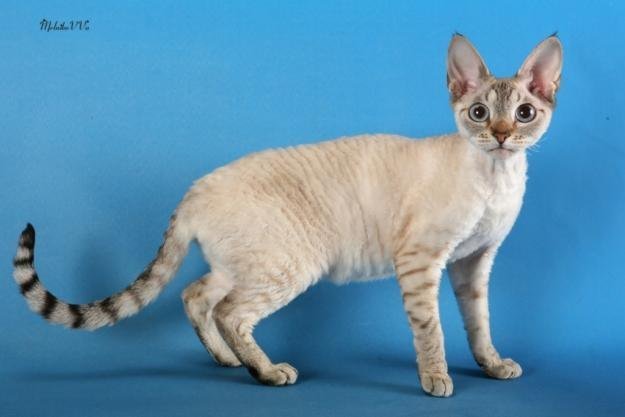 4 и 5 ноября в Кременчуге состоится Выставка элитных пород кошек 4 и 5 ноября в Кременчуге состоится Выставка элитных пород кошек