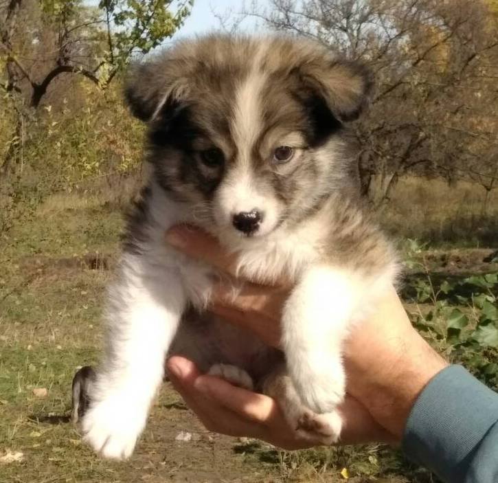 Плюшевые толстые бутузики ищут теплый дом и любящую семью Плюшевые толстые бутузики ищут теплый дом и любящую семью