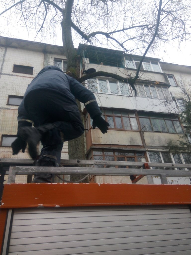 Кременчугские спасатели снимали кота, который просидел на дереве двое суток Кременчугские спасатели снимали кота, который просидел на дереве двое суток