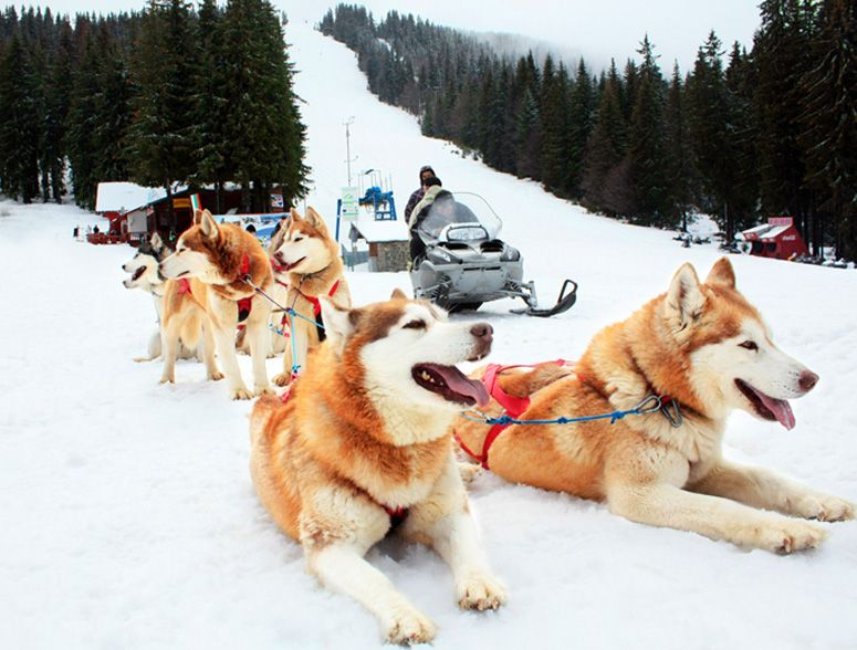 Операция НГ-2018: «Успеть всё!!!» Операция НГ-2018: «Успеть всё!!!»
