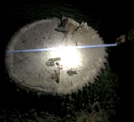 Полиция и лесники поймали двух «дубов», которые пилили дубы в Кременчугском лесхозе Полиция и лесники поймали двух «дубов», которые пилили дубы в Кременчугском лесхозе