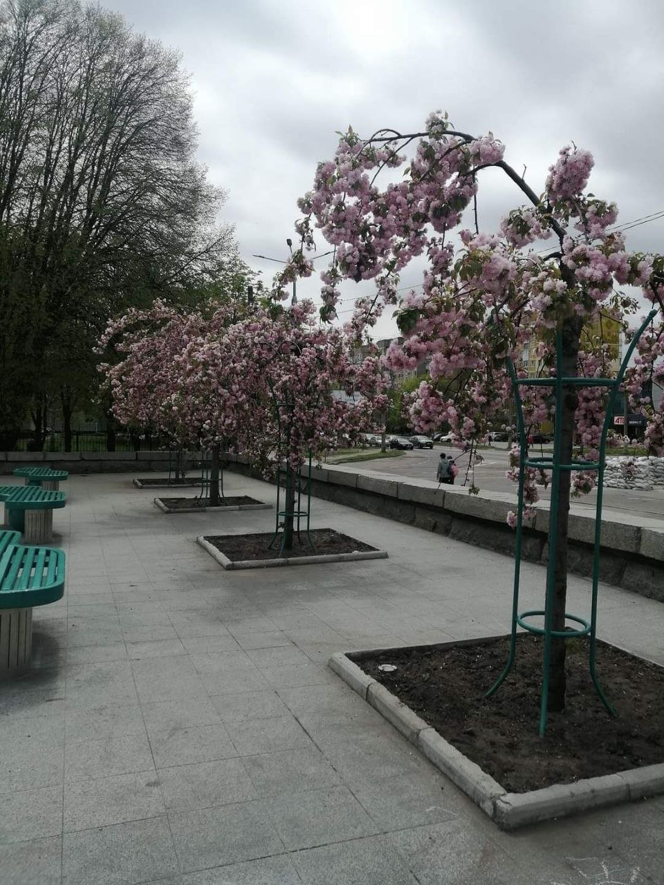 Алея сакур на Молодіжному, фото з соцмереж