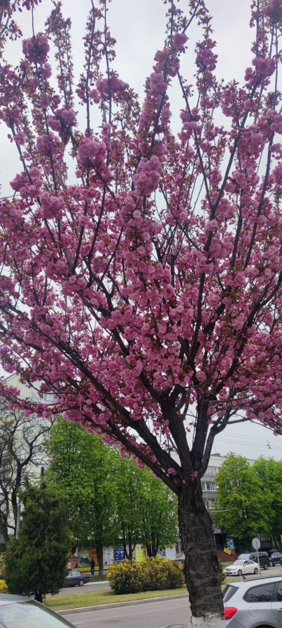 Фото алеї сакур від читача Олексія