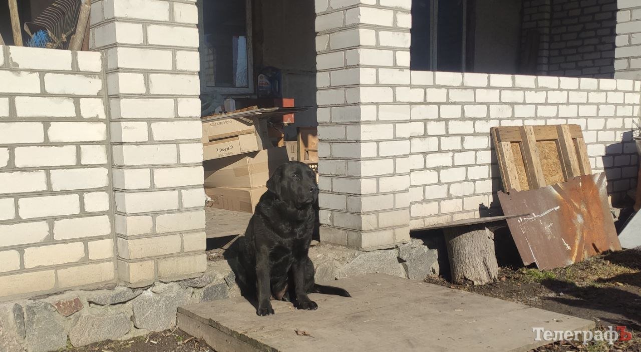 На фото собака-переселенець із Сєвєродонецька Аля, як живе тепер із подружжям Андрія та Тамари