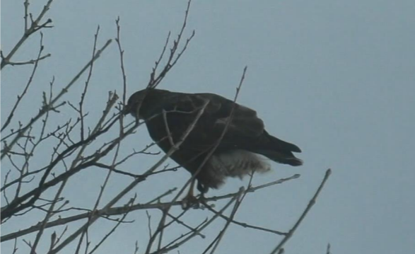 Канюк звичайний (Buteo buteo)