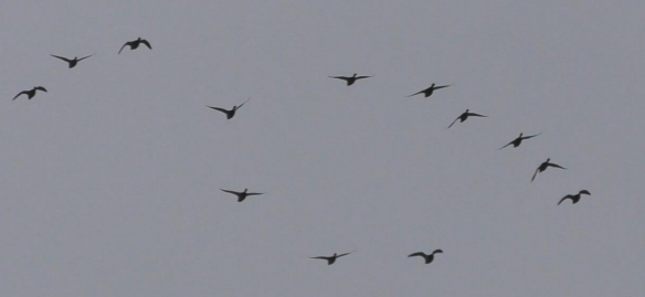 Крижень звичайний