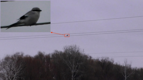 Сорокопуд сірий (Lanius excubitor)