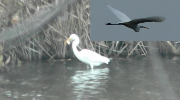 Чепура велика (Ardea alba)