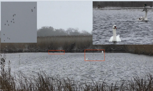 Лебідь-шипун (Cygnus olor) 3 ос., Крижень (Anas platyrhynchos) – 4 ос (вода), 15 ос. політ + 18 ос. політ.