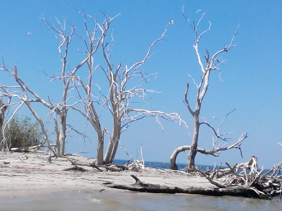 Острів в районі РЛП «Світловодський», 2008-2012 роки. Фото надане Надією Гальченко