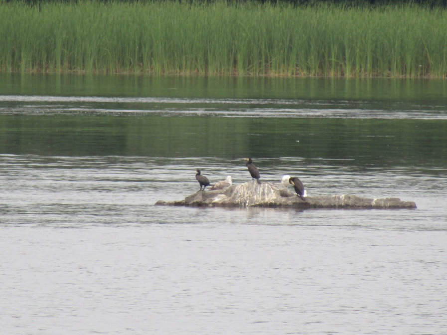 Кам’янське водосховище. Фото надане Надією Гальченко
