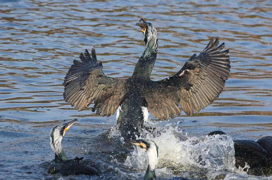 Фото Юрія Мухіна