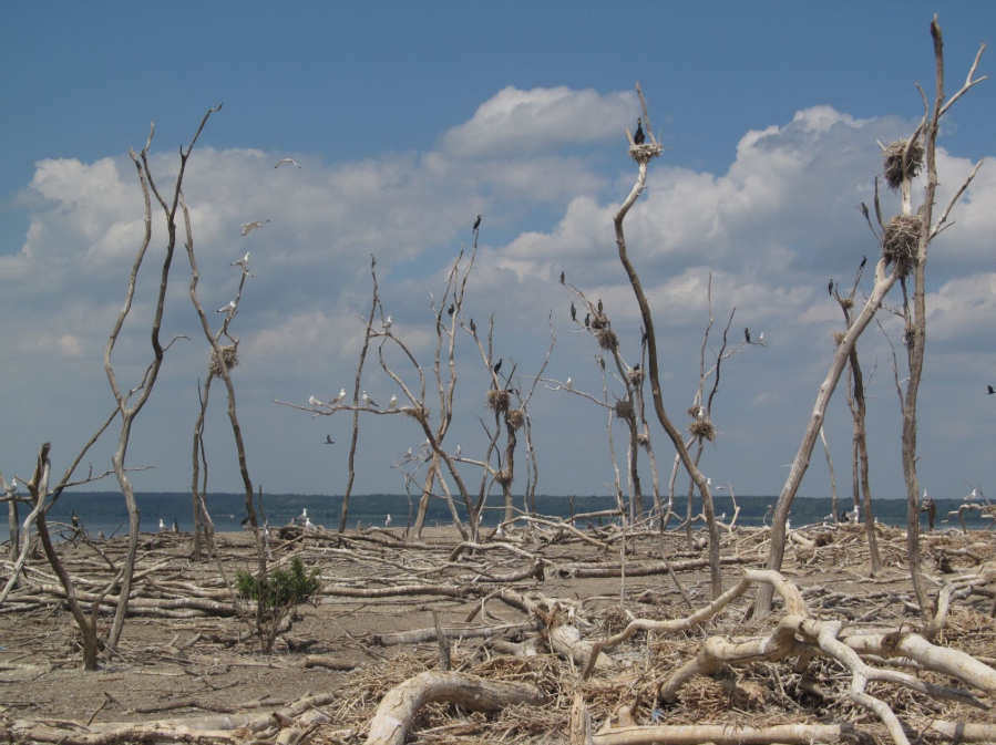 Острів Могила. Літо 2020 року. Фото Євгена Асауленка