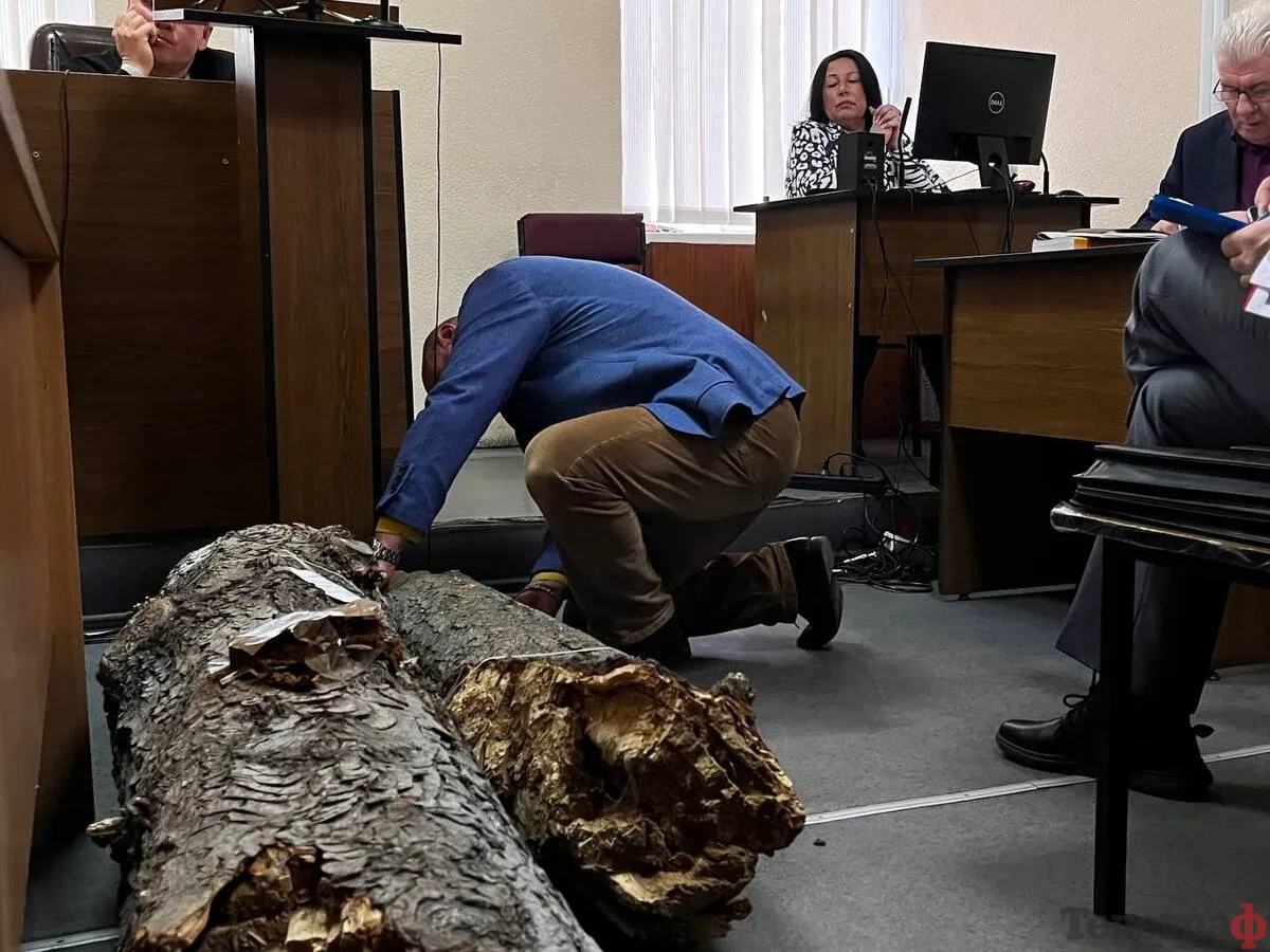 У Кременчуці в суді оглянули фрагменти дерева, яке впало на дитину в садку