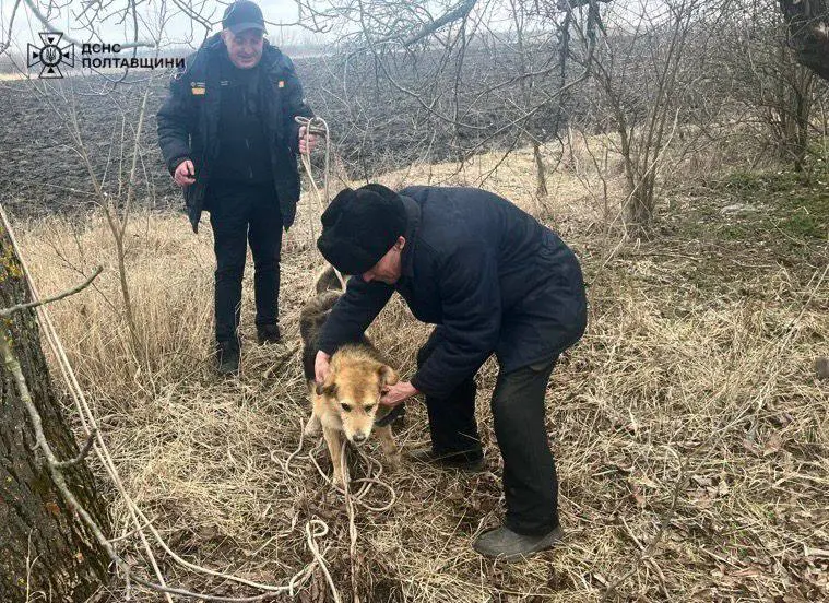 На Полтавщині рятувальники витягли собаку з 10-метрової ями