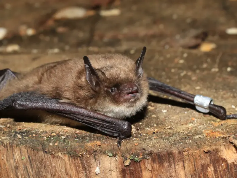 У Полтаві випустять у природу близько 500 кажанів