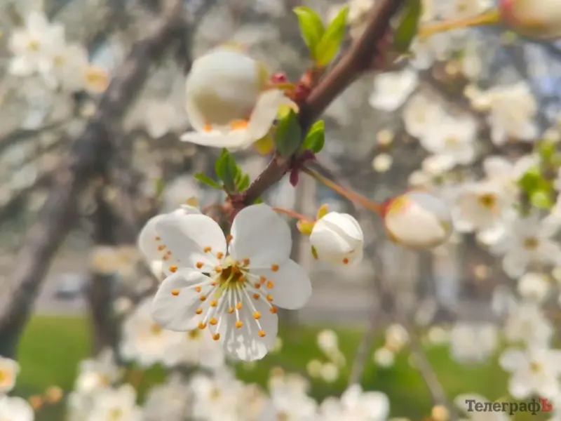 Весняна алергія: що цвіте у квітні та як полегшити симптоми