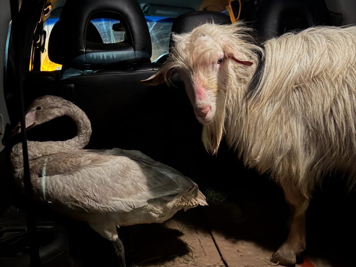 Лебідь, козлик і курка: у центр порятунку у Горішніх Плавнях привезли поранених тварин із запорізького напрямку