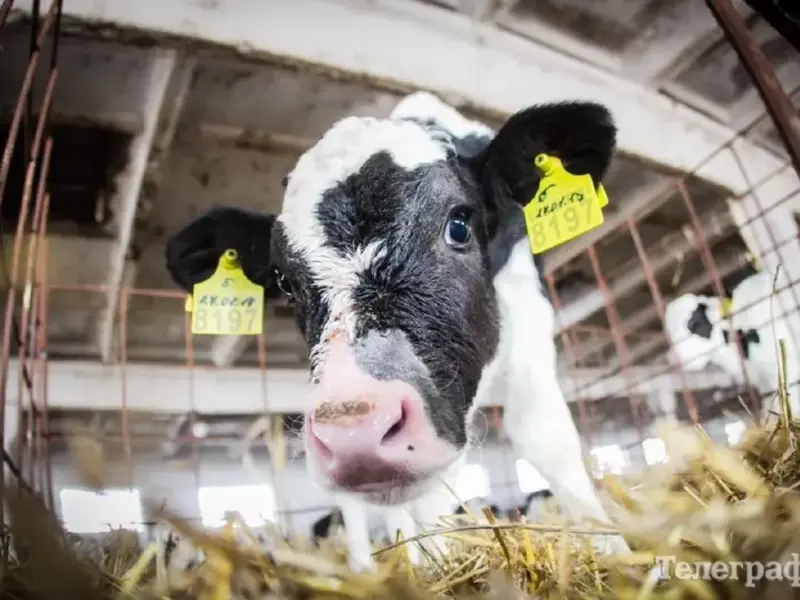 На Полтавщині скорочується поголів’я худоби: фермерів підтримають компенсаціями