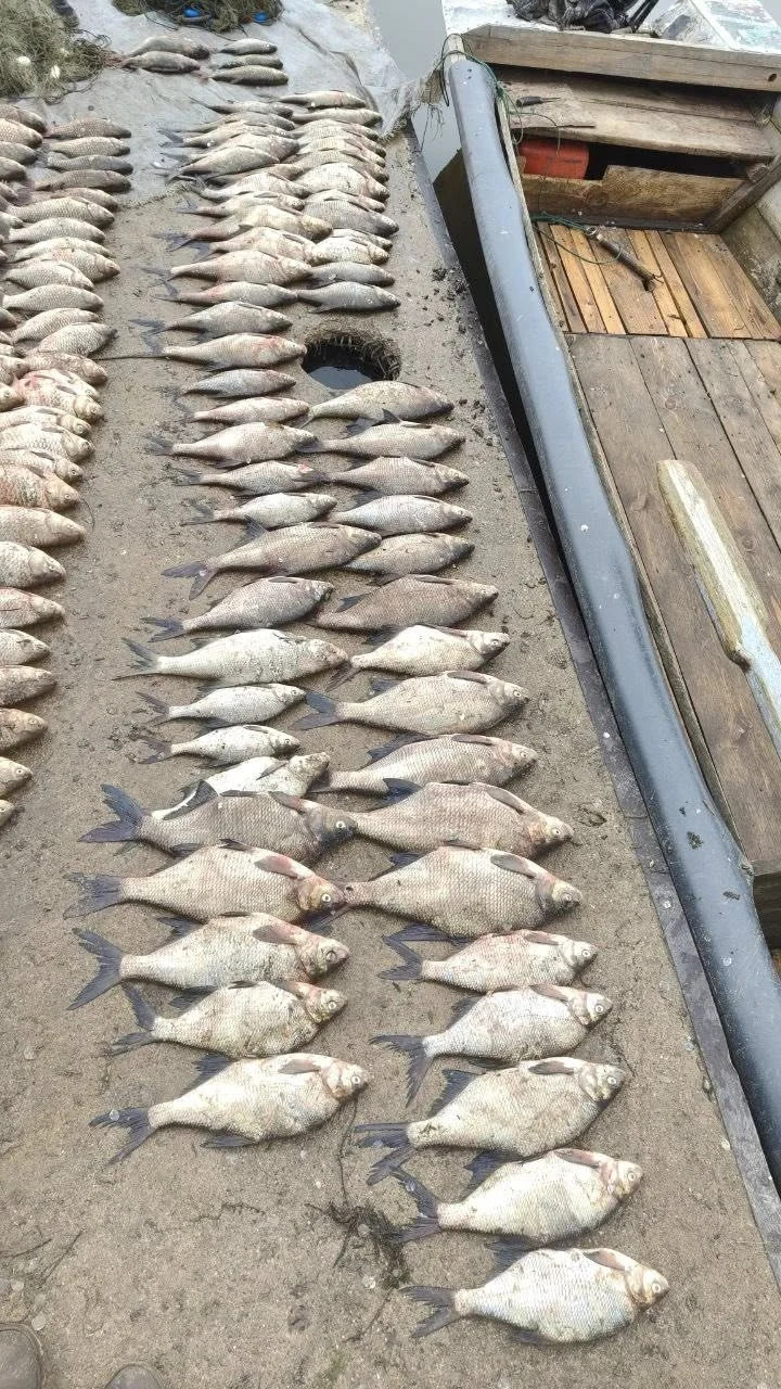 На Кам’янському водосховищі незаконно наловили риби на понад 1,3 млн грн