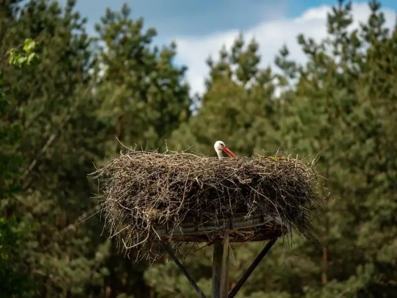 В Україні стартує «сезон тиші»: які обмеження діятимуть навесні
