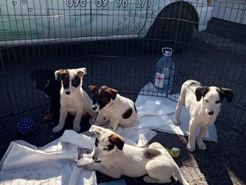 <span class="custom-bold">135 собак і двоє людей: як у Горішніх Плавнях перевантажили центр перетримки тварин</span> <img src="https://www.telegraf.in.ua/wp-content/uploads/2026/03/gallery.svg" alt="" class="feed-icon" style="width: 20px; height: 20px; vertical-align: middle;" />