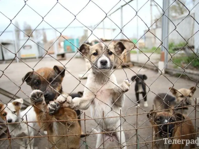 В Україні набрали чинності зміни до закону про ветеринарну медицину: нові правила для власників тварин