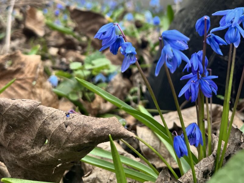 На Полтавщині метеорологічна весна розпочалася наприкінці лютого