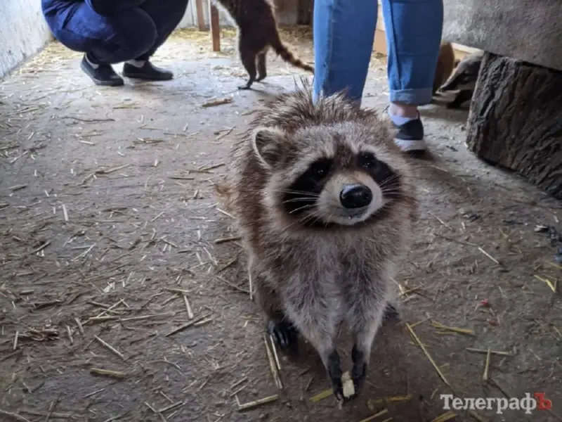 У Полтаві патрульні допомогли повернути власниці єнота-втікача <img src="https://www.telegraf.in.ua/wp-content/uploads/2026/03/gallery.svg" alt="" class="feed-icon" style="width: 20px; height: 20px; vertical-align: middle;" />