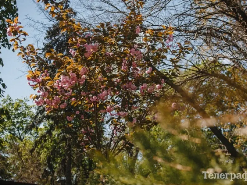 У Кременчуці закуплять дерева та кущі на понад 2 мільйони гривень