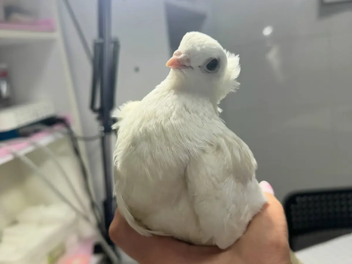 У Горішніх Плавнях врятували пораненого голуба Степана