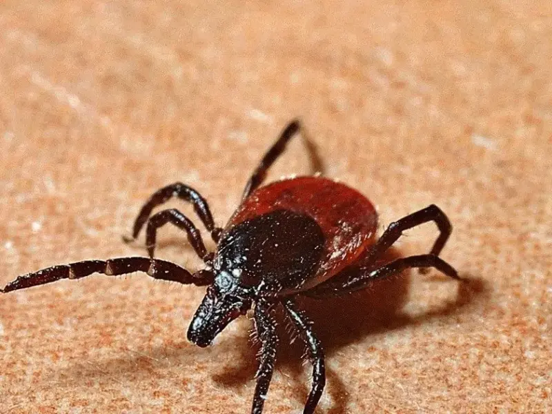 Кліщі вже активні: де їх можна підчепити у Кременчуці та як захиститися