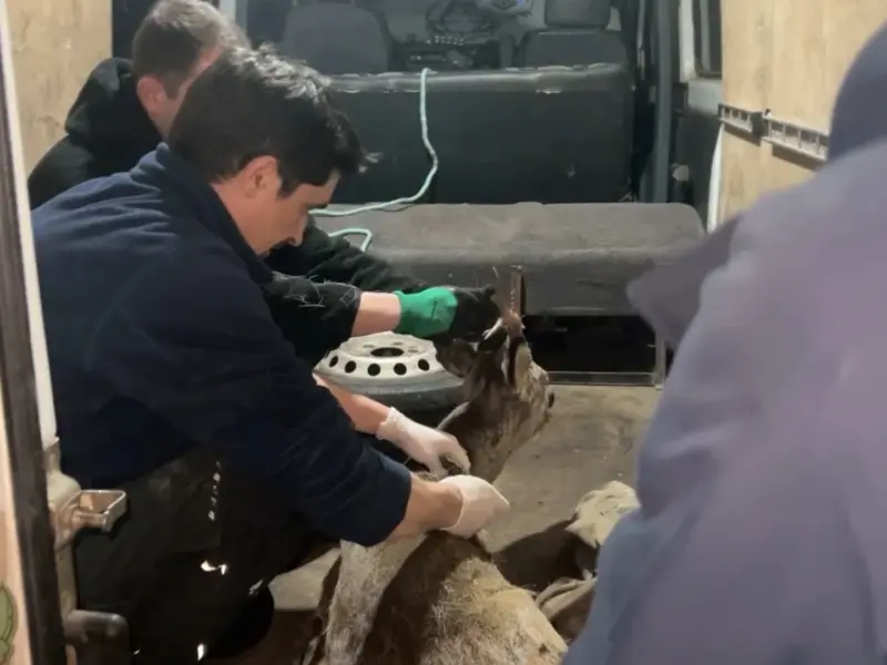 Під Полтавою військові врятували травмовану козулю після ДТП: нині її лікують у Горішніх Плавнях