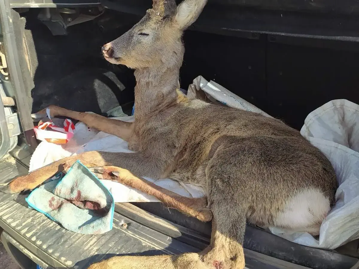 На Полтавщині рятують козулю, яку збила автівка